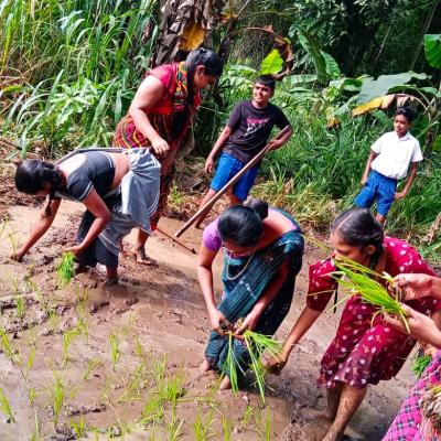 කුඹුරක් අස්වැද්දිම​